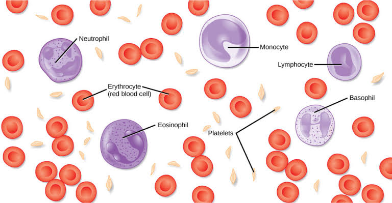 Hematology Cells